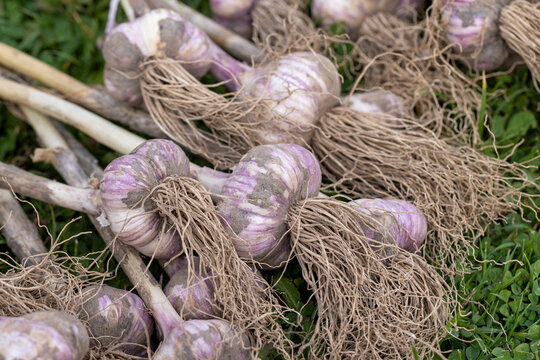 Harvested garlic on the grass while drying in the sun