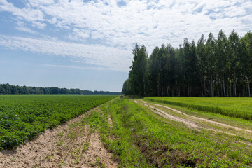 Fototapeta premium unpaved highway in rural areas
