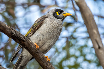Noisy Miner in South Australia