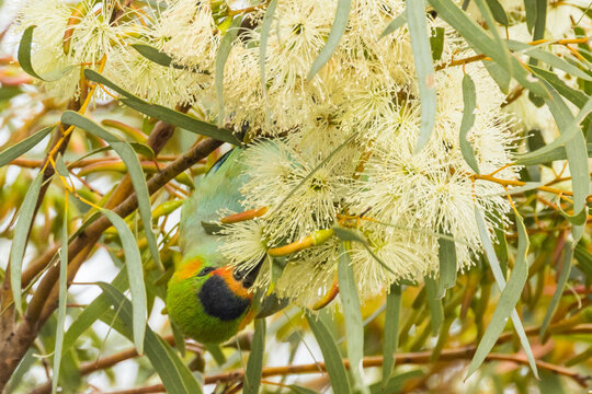 Purple-crowned Lorikeet In South Australia