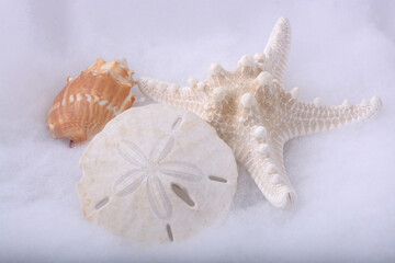 Sea shells and starfish on white - 551965378