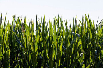 Green corn in a field in the sunny summer season