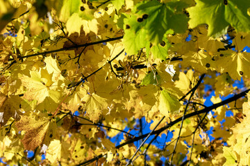 Autumn colorful foliage of maples during leaf fall