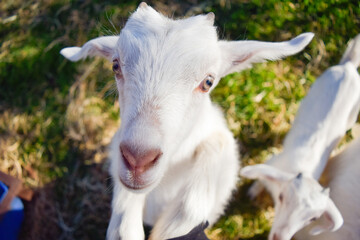Cabras blancas caminando y jugando en valle al pie de las montañas. Cabras bebes tomando el sol. Cabra plano cerrado, mira a la cámara.  Llanura verde. 