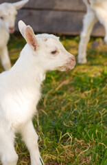 Fototapeta premium Cabras blancas caminando y jugando en valle al pie de las montañas. Cabras bebes tomando el sol. Cabra plano cerrado, mira a la cámara. Llanura verde. 