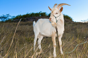 Cabras blancas caminando y jugando en valle al pie de las montañas. Cabras bebes tomando el sol. Cabra plano cerrado, mira a la cámara.  Llanura verde. 