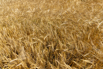 ripe wheat harvest in summer