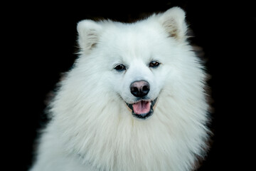 white happy fluffy japanese spitz on isoalted over black background. High quality photo