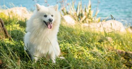 white happy fluffy japanese spitz on natural background, outdoors. High quality photo