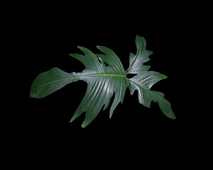 Philodendron Xanadu leaf. Close up exotic green leaf of xanadu tree isolated on black background.