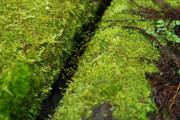 山の苔むす丸太橋