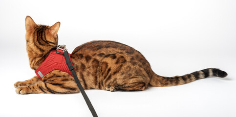 Bengal cat in a red harness on a white background.