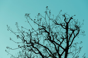 Tree branches