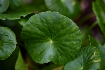 Fototapeta na wymiar Close-up of Green water pennywort leaf