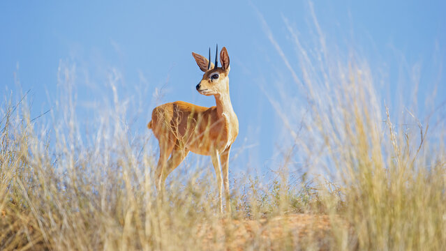 Steenbok ( Raphicerus campestris) Kgalagadi Transfrontier Park, South Africa