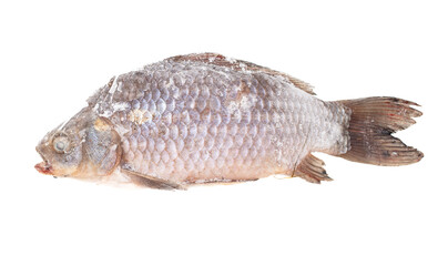 Frozen crucian fish isolated on white background.