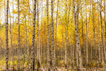 Yellow leaves on a birch tree in autumn.