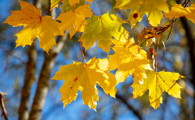 Yellow maple leaves on the tree in autumn.