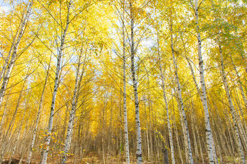Yellow leaves on a birch tree in autumn.