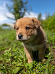 Portrait of a small puppy in the grass