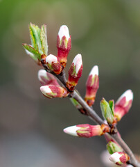 Closed flowers in buds on a cherry tree in spring.