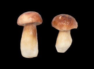 Fresh boletus mushroom isolated on black background.