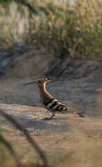 grey hoopee on the ground 