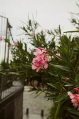 Fototapeta na wymiar Pink Nerium oleander flowers with water drops. Botanical garden in Tbilisi, Georgia