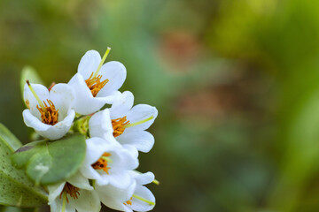 A close-up of a blueberry flower. Forest berry in bloom. Vaccinium corymbosum
