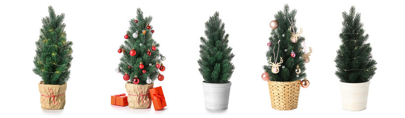 Set of Christmas trees isolated on white