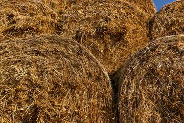 An agricultural field where wheat crops are harvested and straw stacks are stored
