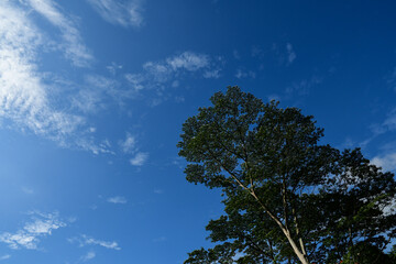 Obraz premium Trees and foliage at Rail Corridor Singapore