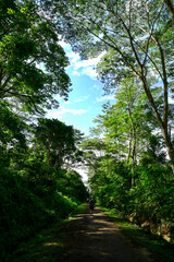 Rail Corridor - a popular trekking route for Singaporeans