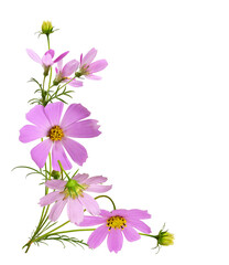 Pink cosmos flowers in a corner floral arrangement with frame isolated on white or transparent...