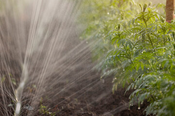 Sprinkler irrigation system watering in plantation