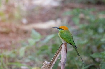 green bee-eater (Merops orientalis) resting on the branch