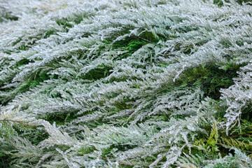 Green coniferous bush covered with ice on cold winter day