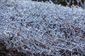 Icy bush on winter day, closeup