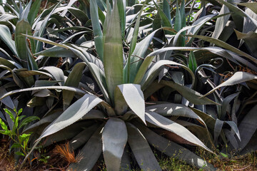 Green aloe growing outdoors, closeup