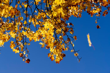 Autumn colorful foliage of maples during leaf fall