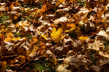 Colored maple tree foliage in autumn
