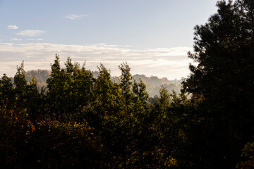 Deciduous trees in the autumn season with colorful foliage
