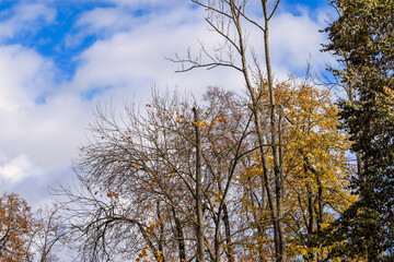 Deciduous trees in the autumn season with colorful foliage