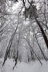 Deciduous trees in the snow in winter