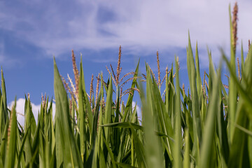 Green corn in a field in the sunny summer season