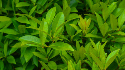 beautiful green foliage as background