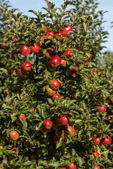 Apple orchard with red ripe apples on branches