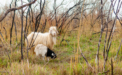 Goats in search of food roam the desert hot pasture. Moroccan goats climb trees to eat leaves. Sheep eat the remains of a watermelon.