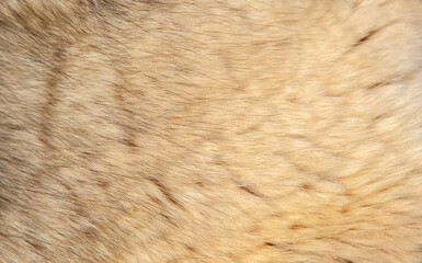 Beautiful spotted fur close-up. Texture of brown animal wool. Dog fur.