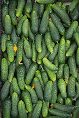 a crate of cucumbers freshly picked from the garden, in Romania,